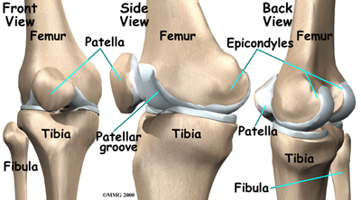 knee_anatomy01