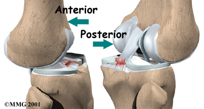 knee_anatomy04