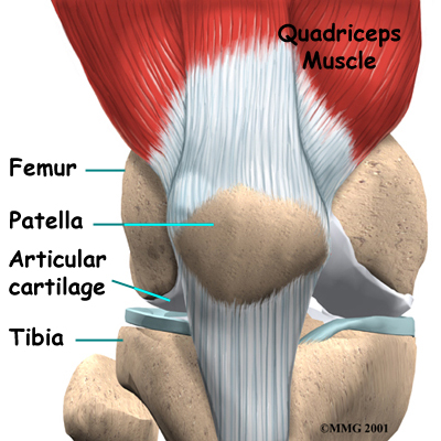 knee_arthroplasty_anatomy02_bklt