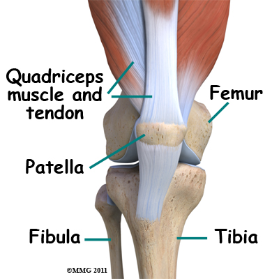 knee_bipartite_patella_adult_anatomy