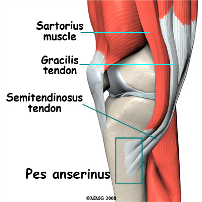 knee_bursitis_pes_anserine_anatomy01