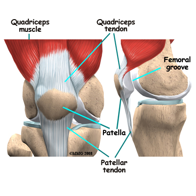 knee_chondormalacia_anatomy01