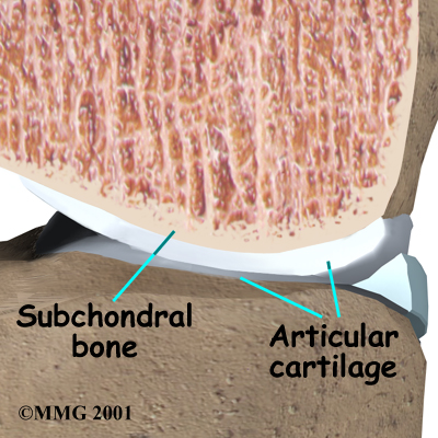 knee_glucosamine_anatomy01
