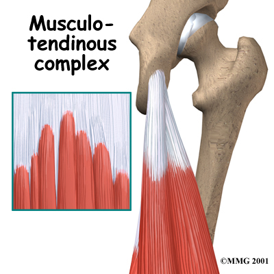 knee_hamstring_anatomy01