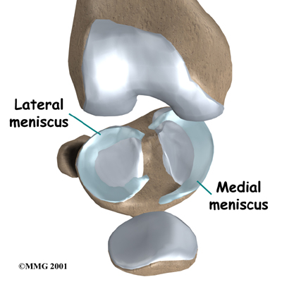 knee_meniscus_surgery_anatomy01