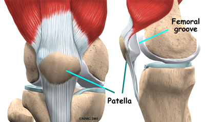 knee_patella_anatomy01