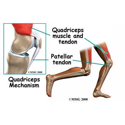 knee_tendonitis_patella_anatomy01