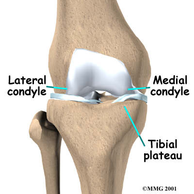 knee_tibosteo_anatomy01