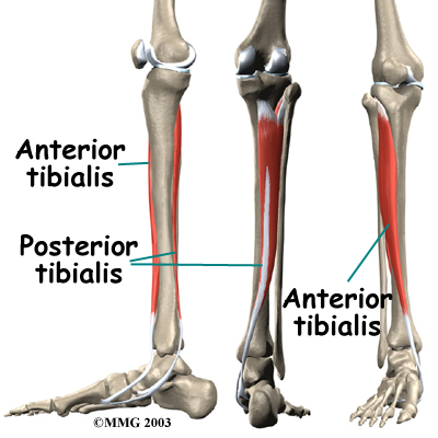 leg_shinsplints_anatomy02