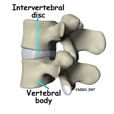 lumbar_ADR_anatomy02