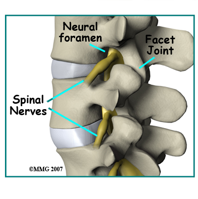 lumbar_ADR_anatomy04