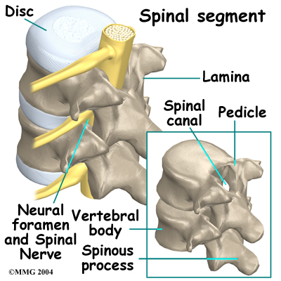 lumbar_PLIF_anatomy02