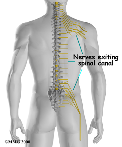 lumbar_anatomy08