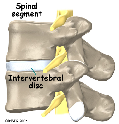 lumbar_anatomy12