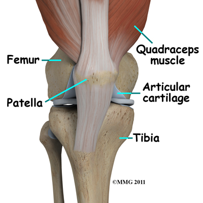 new_knee_arthroscopy_anatomy01