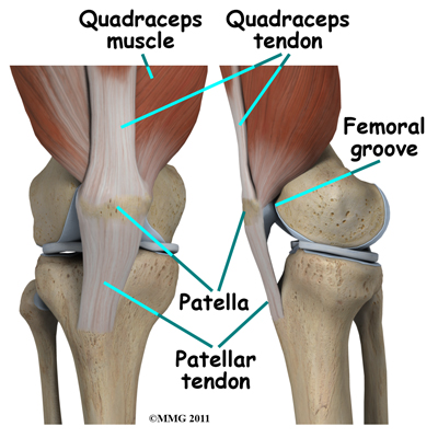 new_knee_arthroscopy_anatomy02