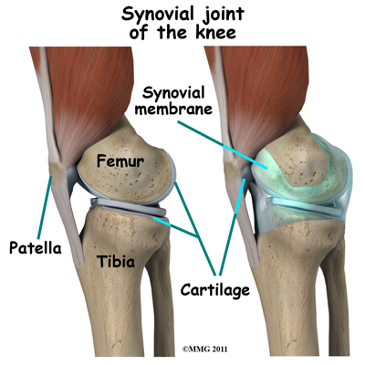 knee_arthroscopy_synovial_joint03