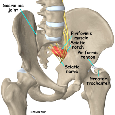 pm_gen_piri_anatomy01
