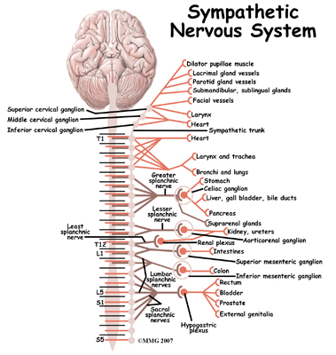 pm_general_crps_anatomy01