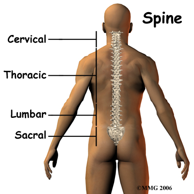 rf_spine_anatomy01