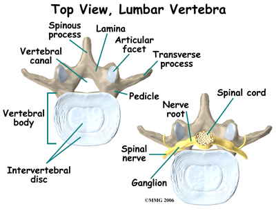 rf_spine_anatomy02