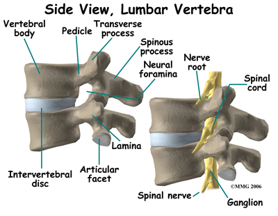 rf_spine_anatomy03