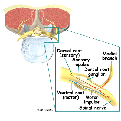 rf_spine_rationale02