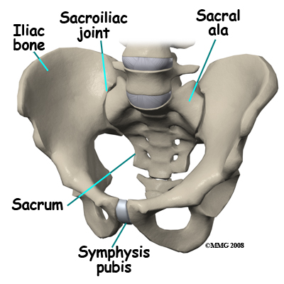 sacral_insufficiency_anatomy01