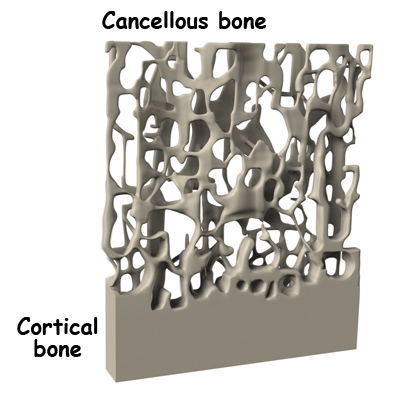 sacral_insufficiency_anatomy02