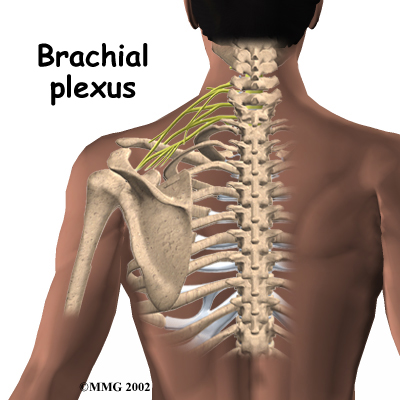 shoulder_adhesive_capsulitis_plexus01