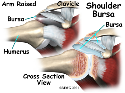 shoulder_anatomy_bursa01