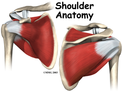 shoulder_anatomy_intro01
