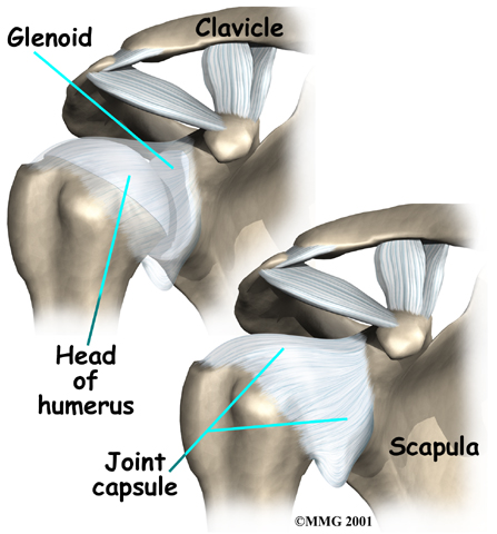 shoulder_arthroplasty_anatomy05
