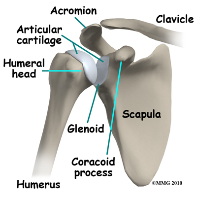 shoulder_arthroscopy_anatomy_bones01