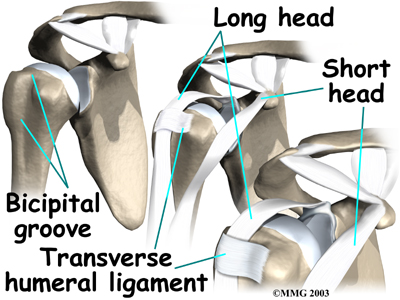 shoulder_biceps_tendonitis_anat03