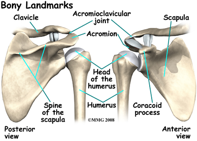 shoulder_cuff_tear_arthropathy_anat03