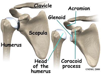 shoulder_dislocation_anatomy01