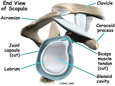 shoulder_dislocation_anatomy05