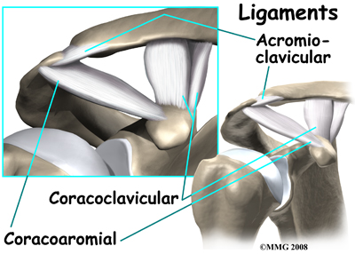 shoulder_distal_clav_osteolysis_anatomy03