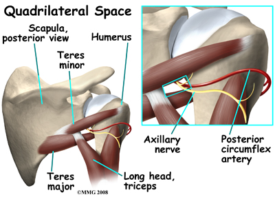 shoulder_quad_space_anatomy01