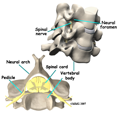 spinal_tumor_anatomy02