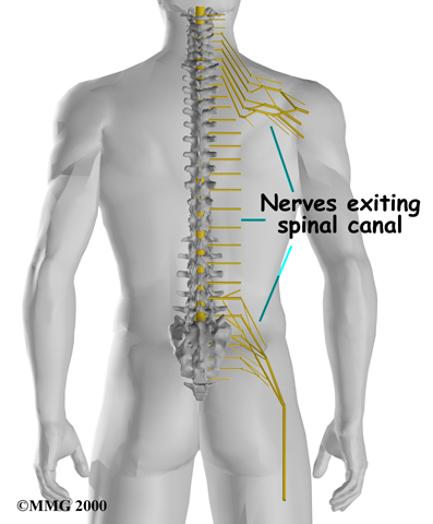 spine_cervical_anatomy09