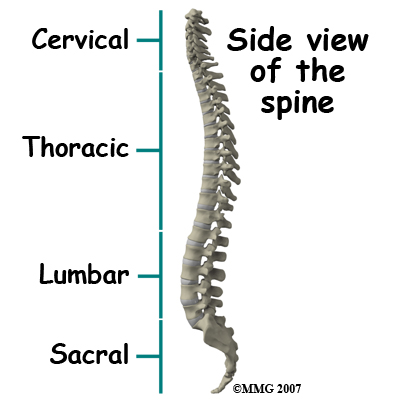 spine_general_DISH_anatomy01