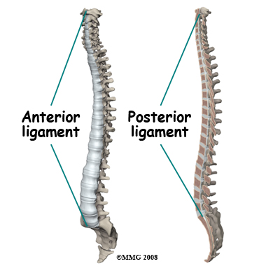 spine_general_DISH_anatomy02