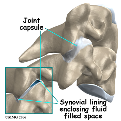 spondylo_anatomy01