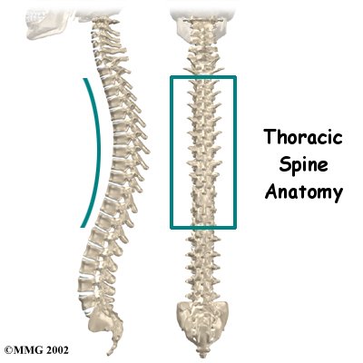 thoracic_spine_intro01