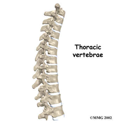 thoracic_vertebroplasty_anatomy01