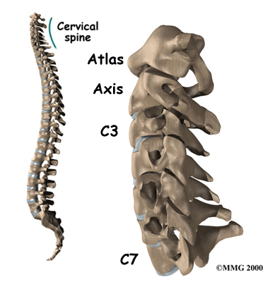whiplash_anatomy01