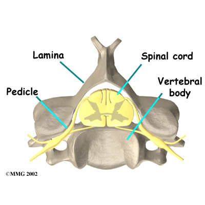 whiplash_anatomy02
