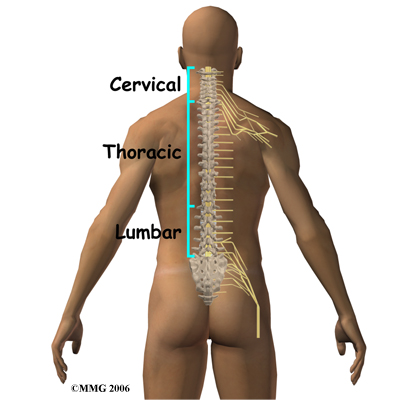 whiplash_anatomy03